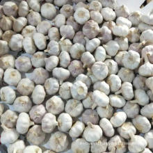 small size garlic normal white garlic chinese garlic factory